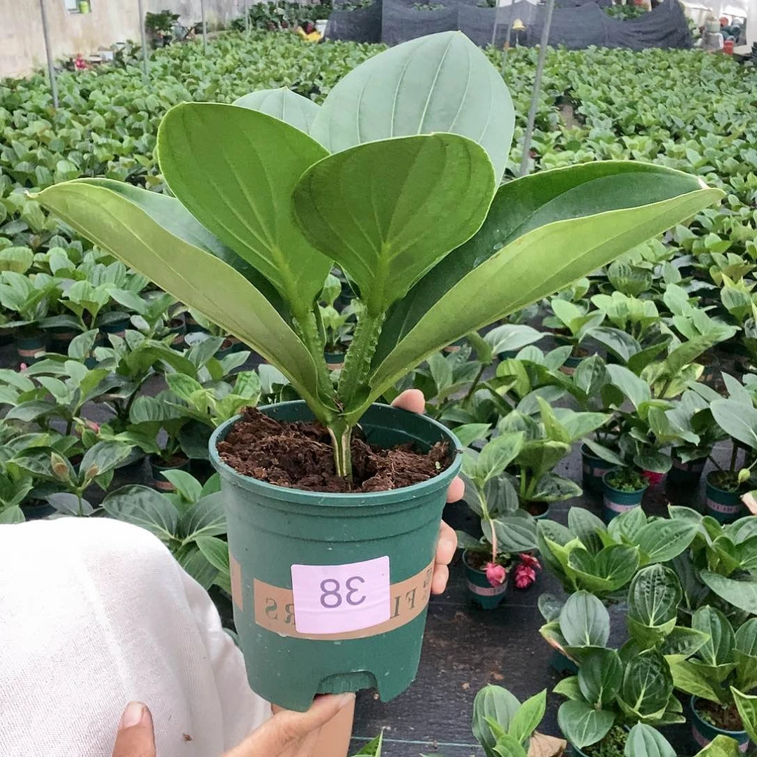 木本植物有****?木本花卉38