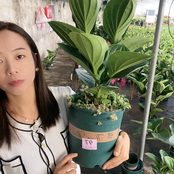 木本植物仙****ʔ木本花卉97