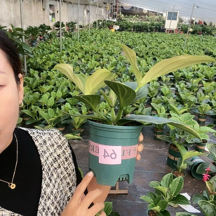木本植物木本花卉64