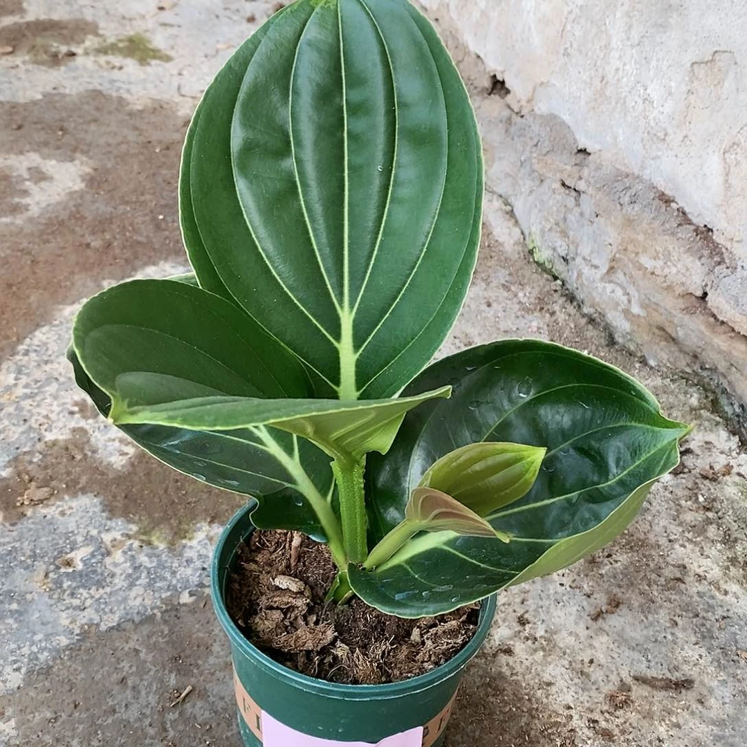 木本植物木本花卉64