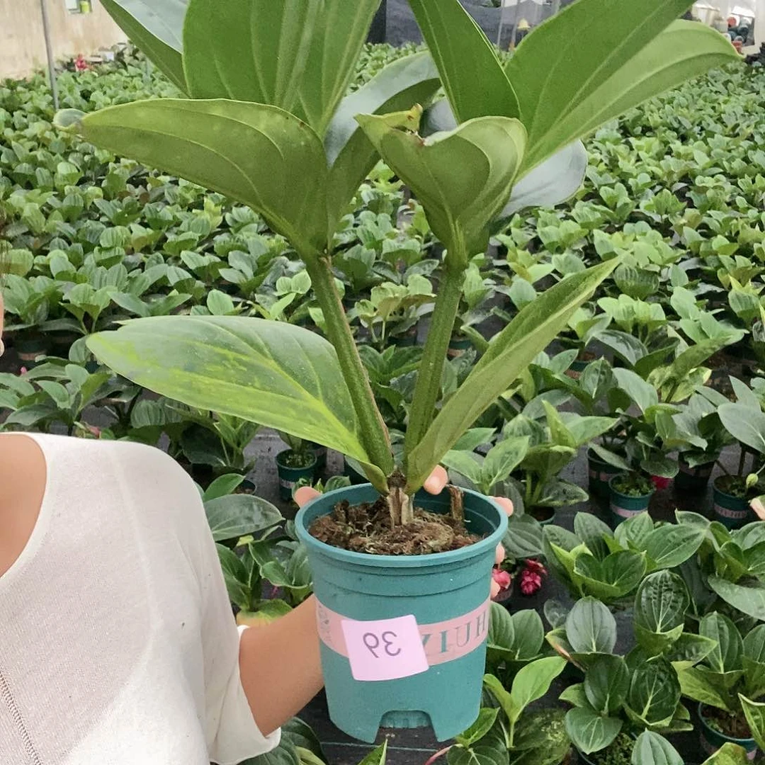木本植物木本花卉39叶损