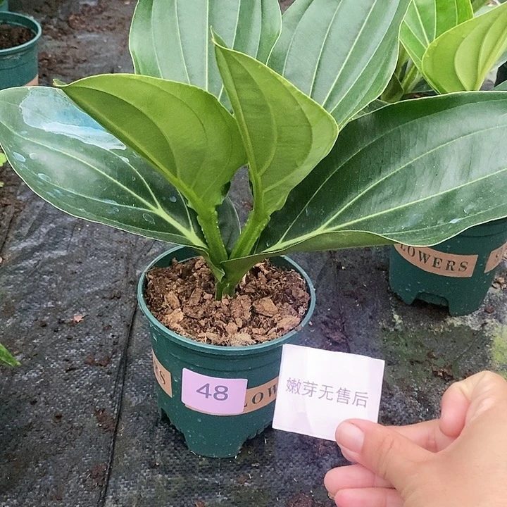 木本植物木本花卉48