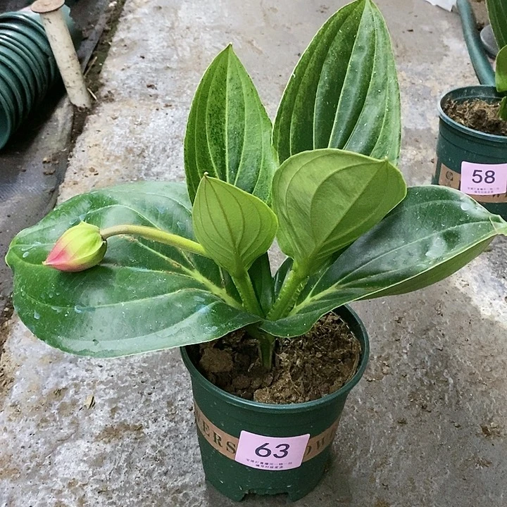 木本植物木本花卉63叶损