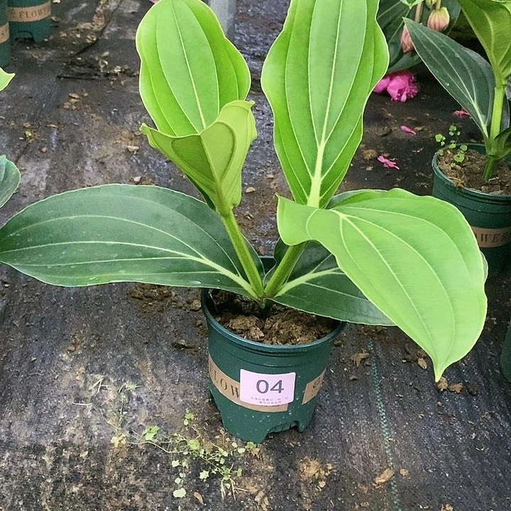 木本植物木本花卉04