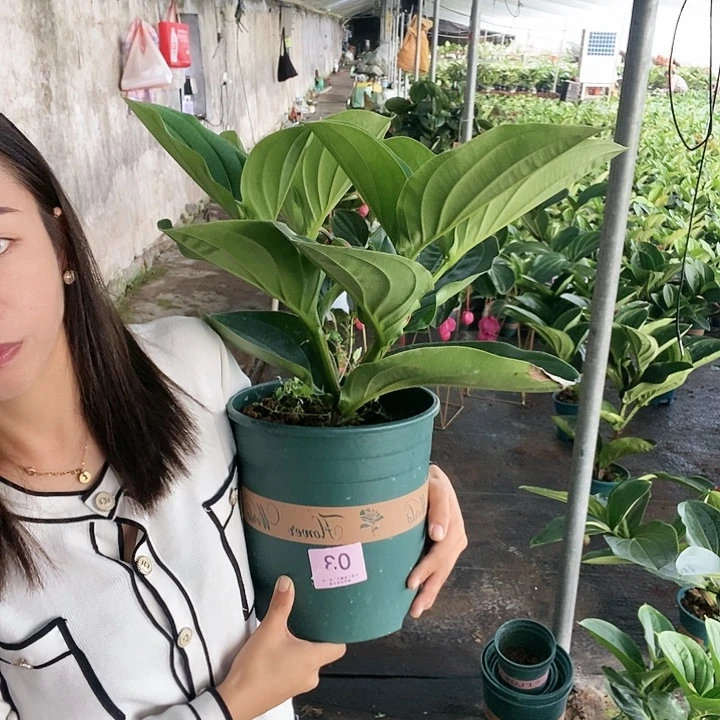 木本植物木本花卉03