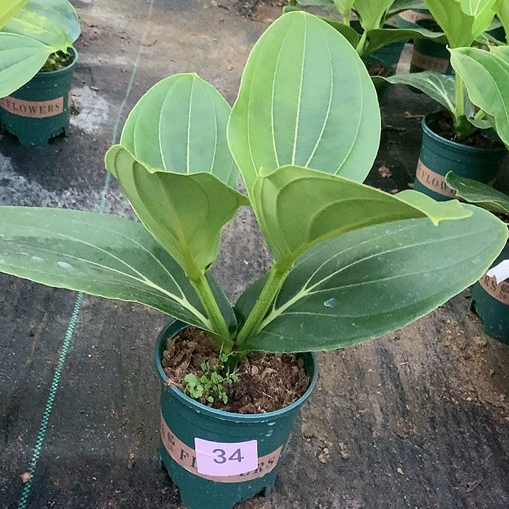 木本植物木本花卉34