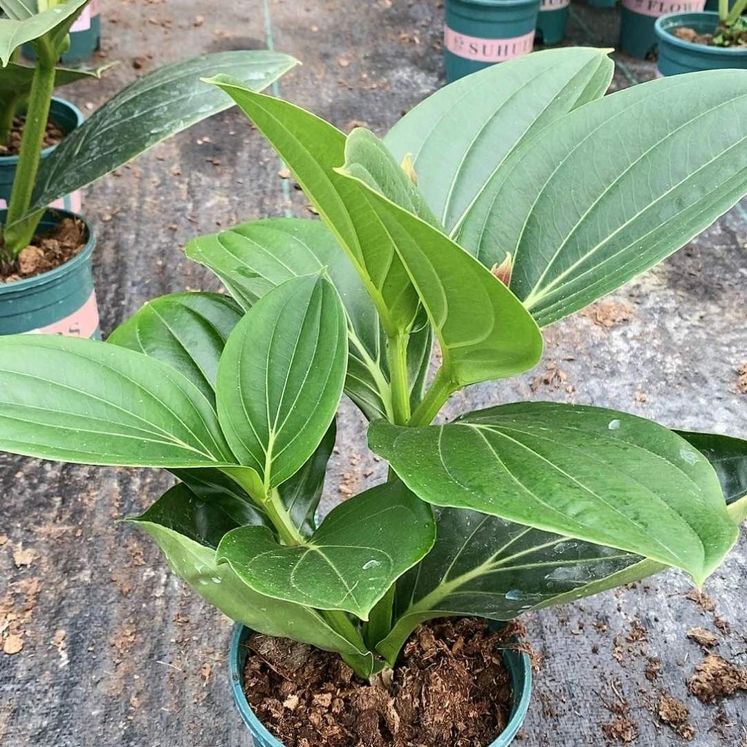 木本植物木本花卉21