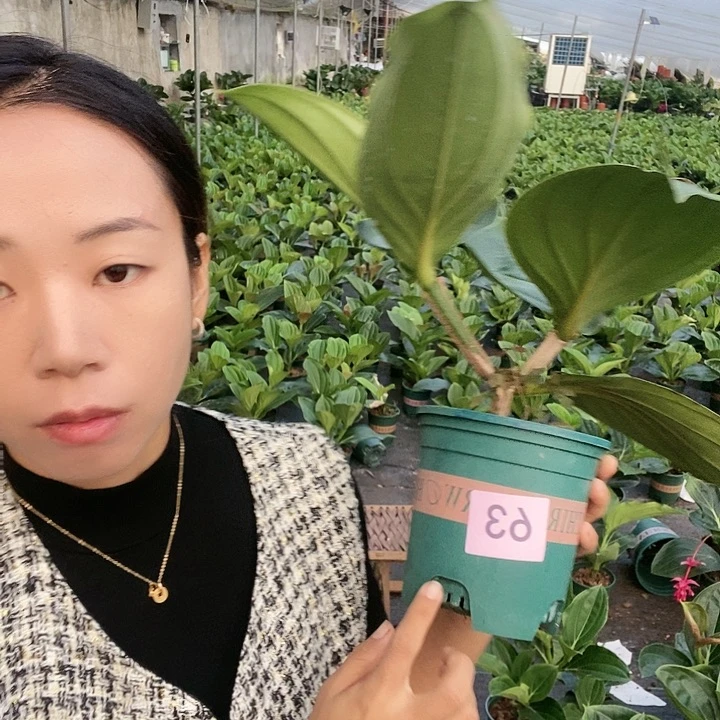 木本植物木本花卉63无售后