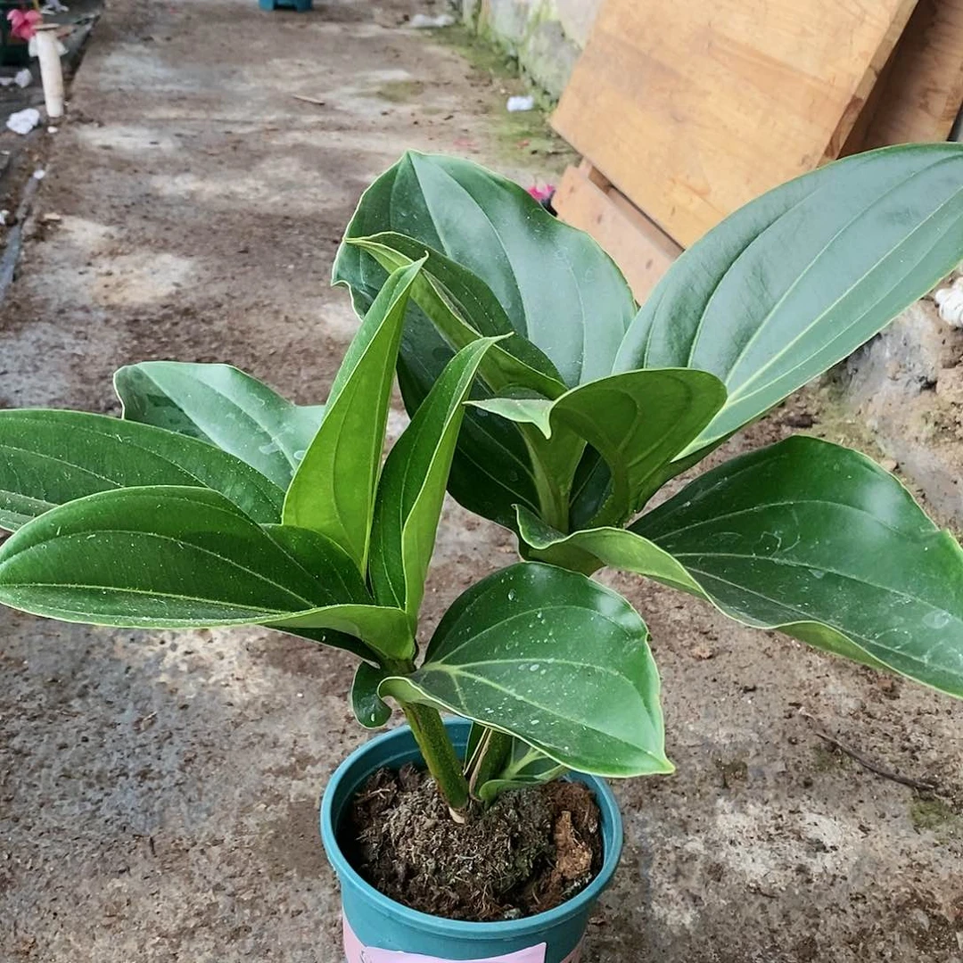 木本植物木本花卉08