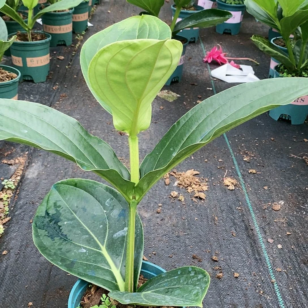 木本植物木本花卉15