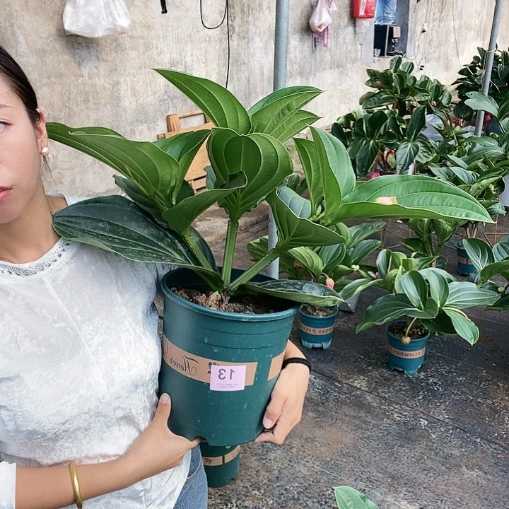 木本植物木本花卉13