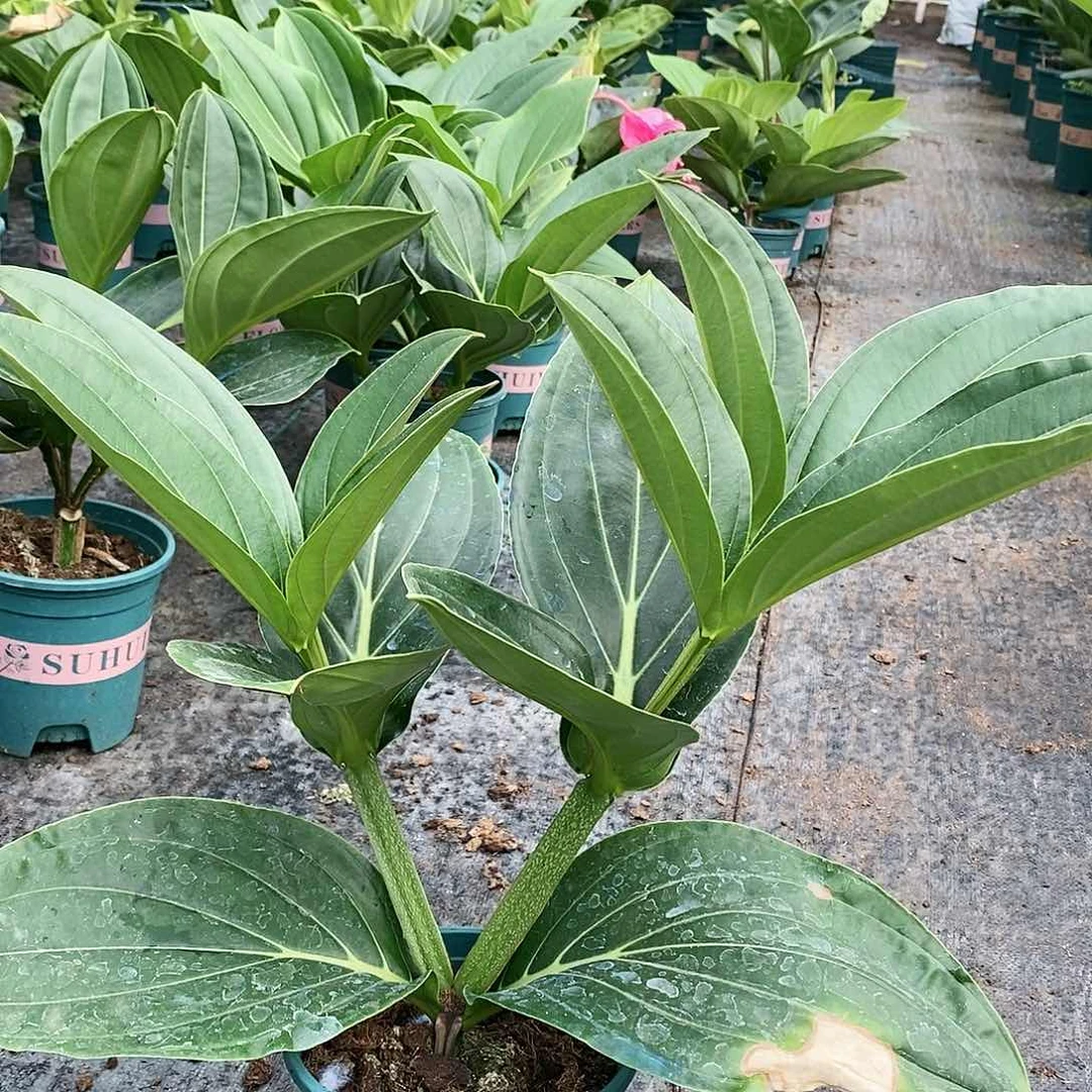 木本植物木本花卉50叶损