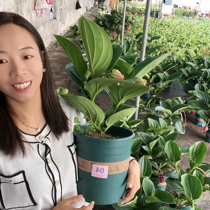 木本植物木本花卉04