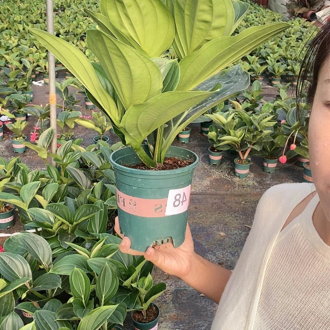 木本植物木本花卉48