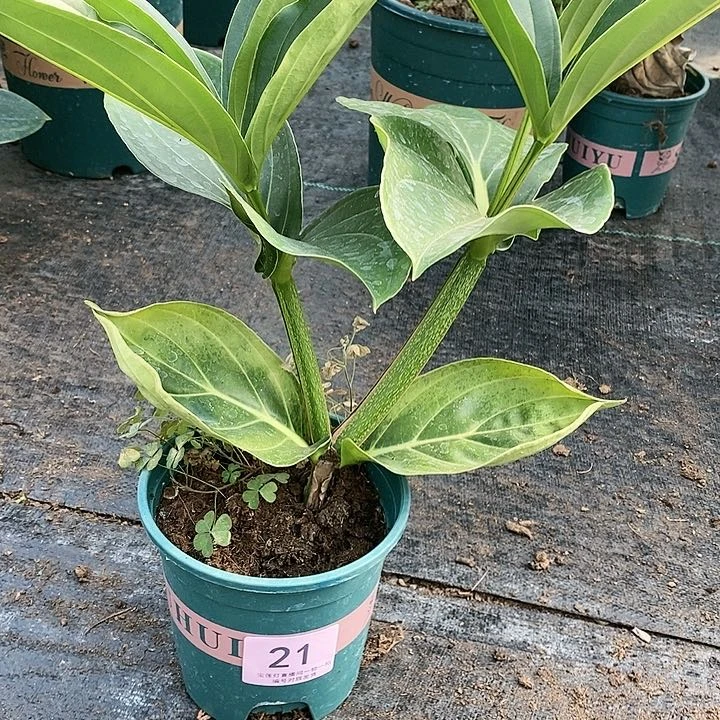 木本植物李**妈木本花卉21