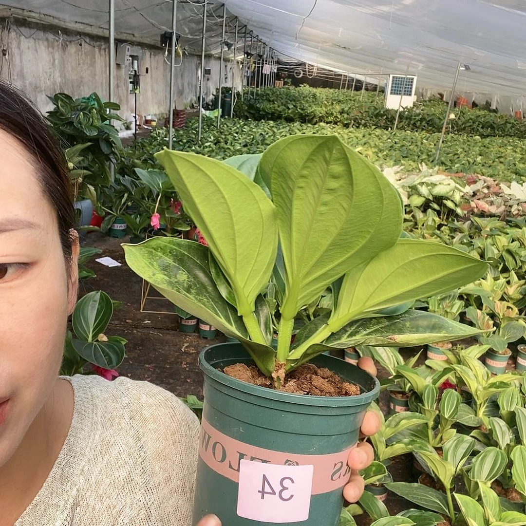 木本植物木本花卉34