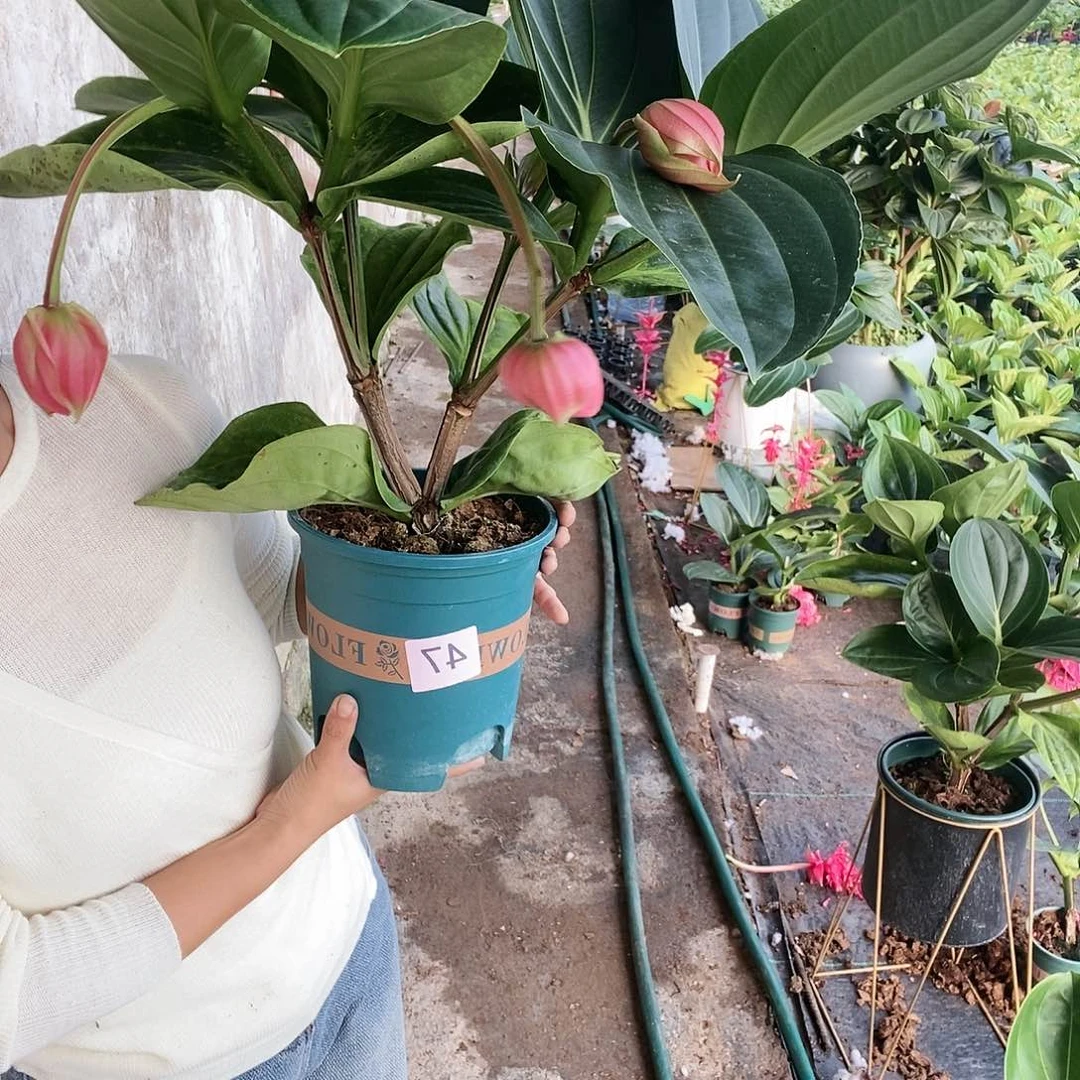 木本植物木本花卉47