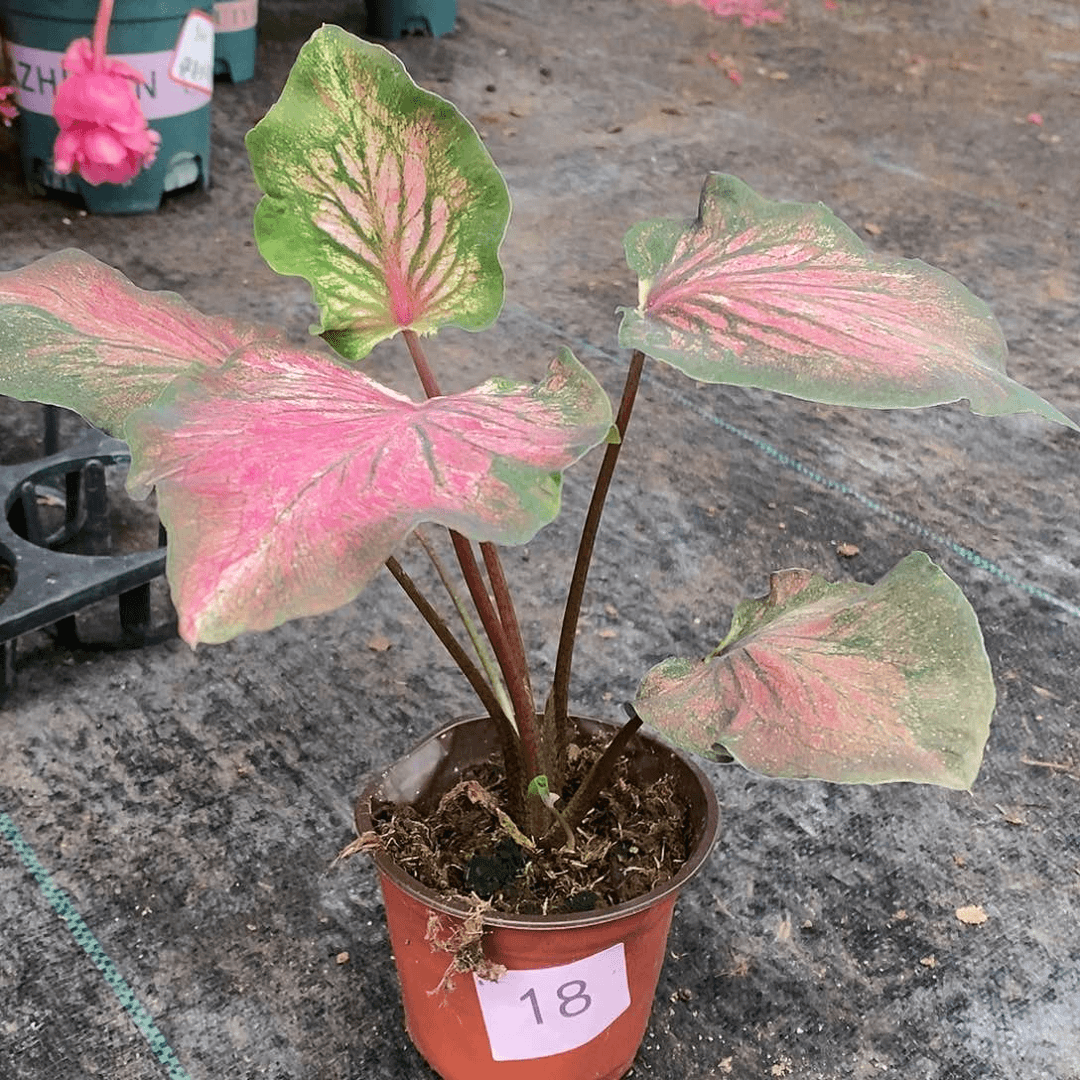 木本植物18彩叶芋
