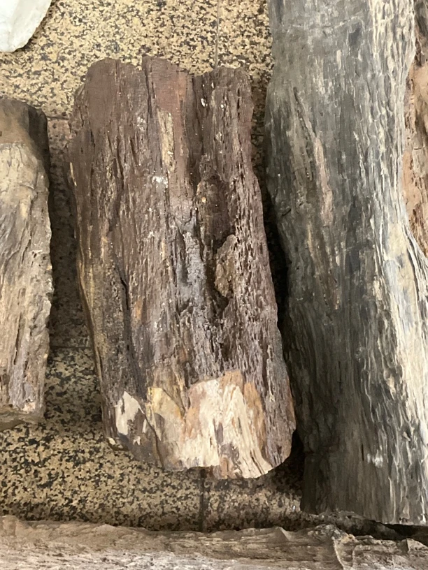 风凌石硅化木摆件