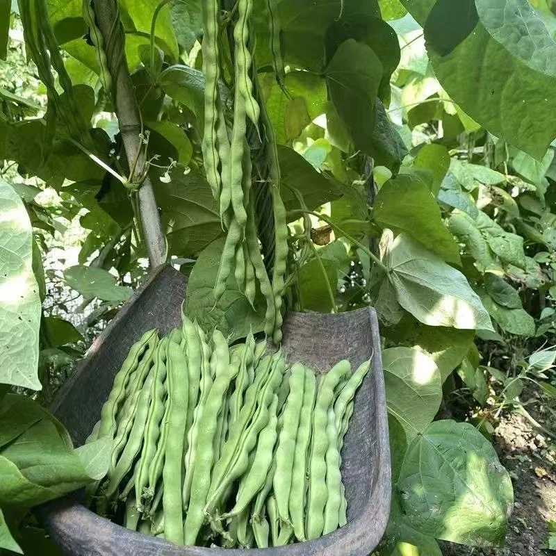 贵州农家自种四季豆新鲜贵州农家菜蔬菜