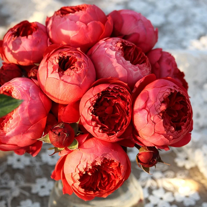 【3棵包邮】朱砂碗月季灌木耐热浓香四季勤花阳台花卉庭院盆栽玫瑰