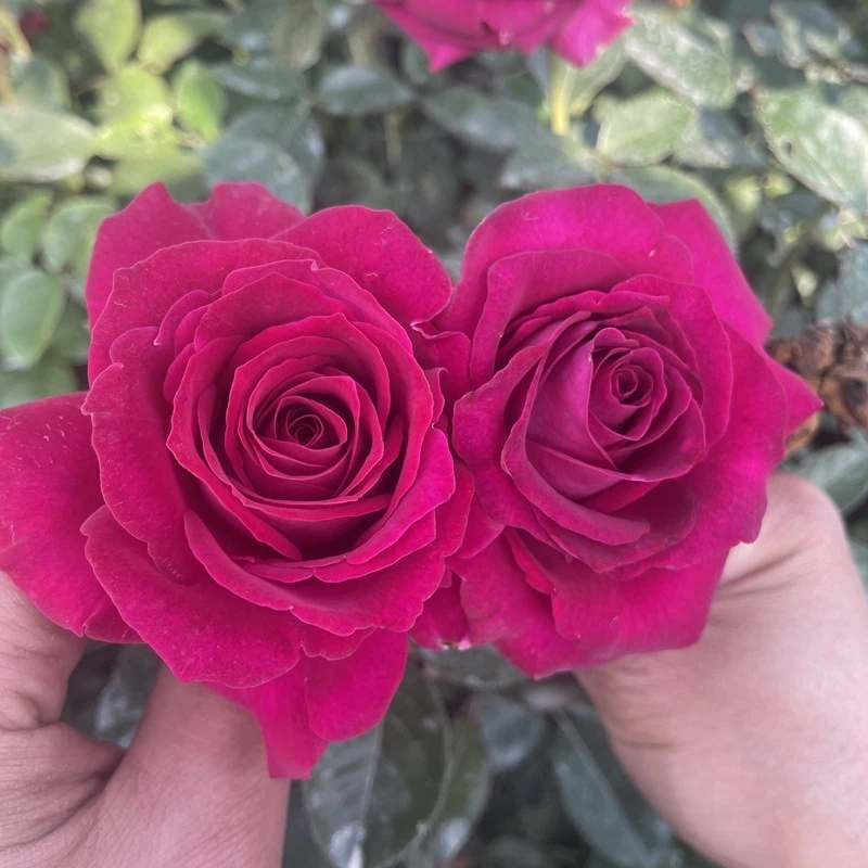 美人丽芙 月季玫瑰 多季浓香灌木庭院露台植物玫瑰花卉
