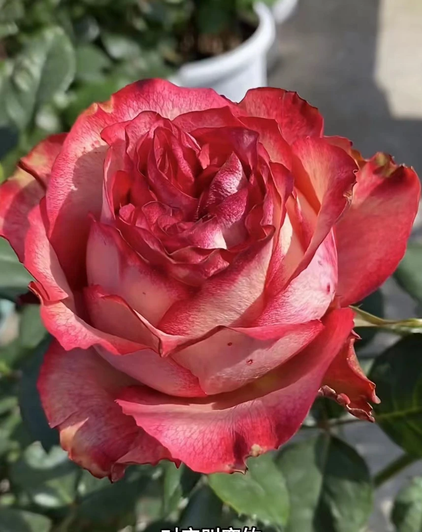 空竹，新品勤花大花长势快灌木月季玫瑰阳台庭院盆栽花卉