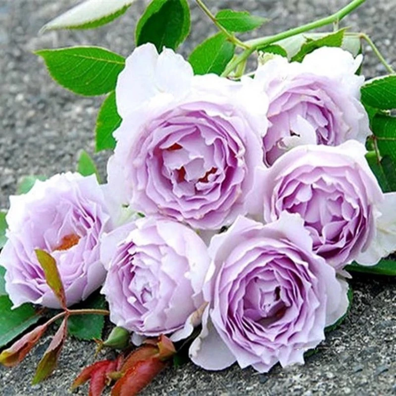 路西法日月月季河本天堂系列浓香勤花多季阳台盆栽植物扦插小苗