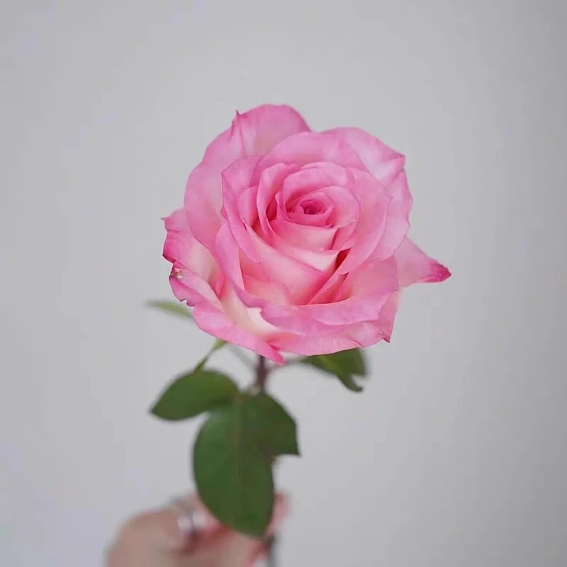 【3棵包邮】林荫大道月季玫瑰切花大苗花卉盆栽阳台庭院大花四季开