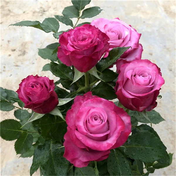 【3棵包邮】嫣然玫瑰花苗多头大花浓香月季花苗切花玫瑰多季节开花