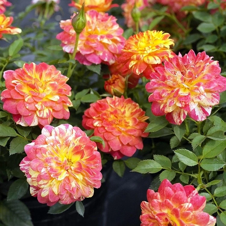 【3棵包邮】蜂蜜微月季玫瑰条纹花型捉迷藏阳台花卉盆栽庭院