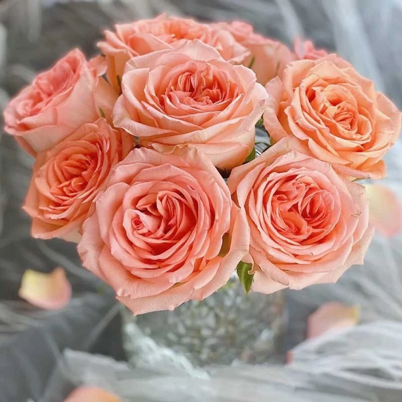 乡村小屋 新品切花玫瑰月季苗 盆栽地栽阳台庭院花卉小苗