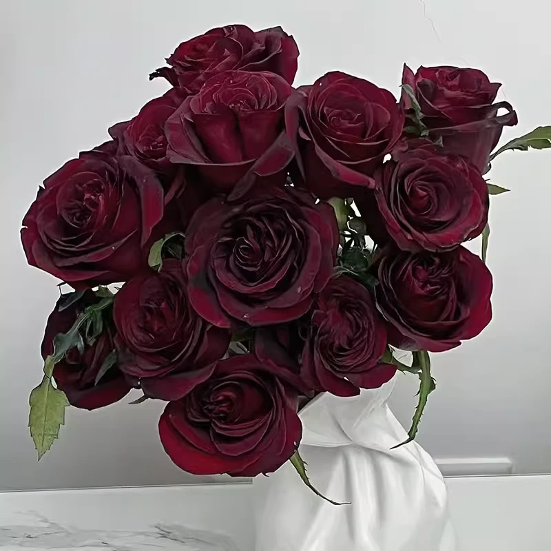 黑珍珠/夜宴月季 灌木大花 切花玫瑰 耐开直立 花期长