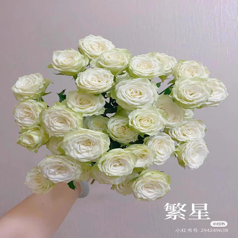 【3棵包邮】繁星泡泡月季玫瑰多头切花玫瑰四季开花卉盆栽阳台