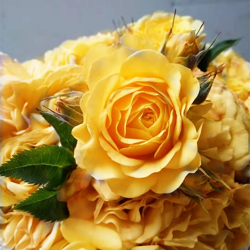 【3棵包邮】狮子座阳台月季花苗星座系多花玫瑰苗绿植庭院露台花卉