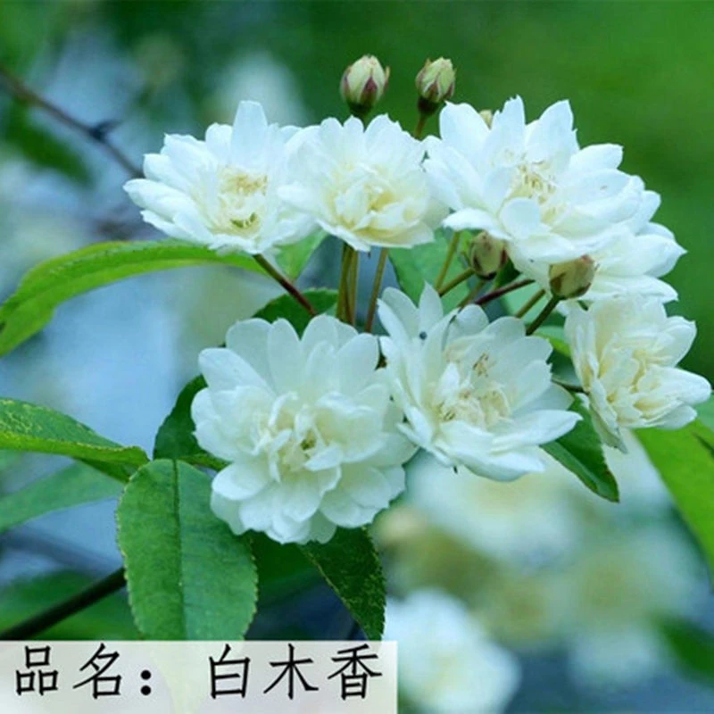 【3棵包邮】白木香花苗花卉盆栽爬藤开花庭院花卉九里香蔷薇红木香