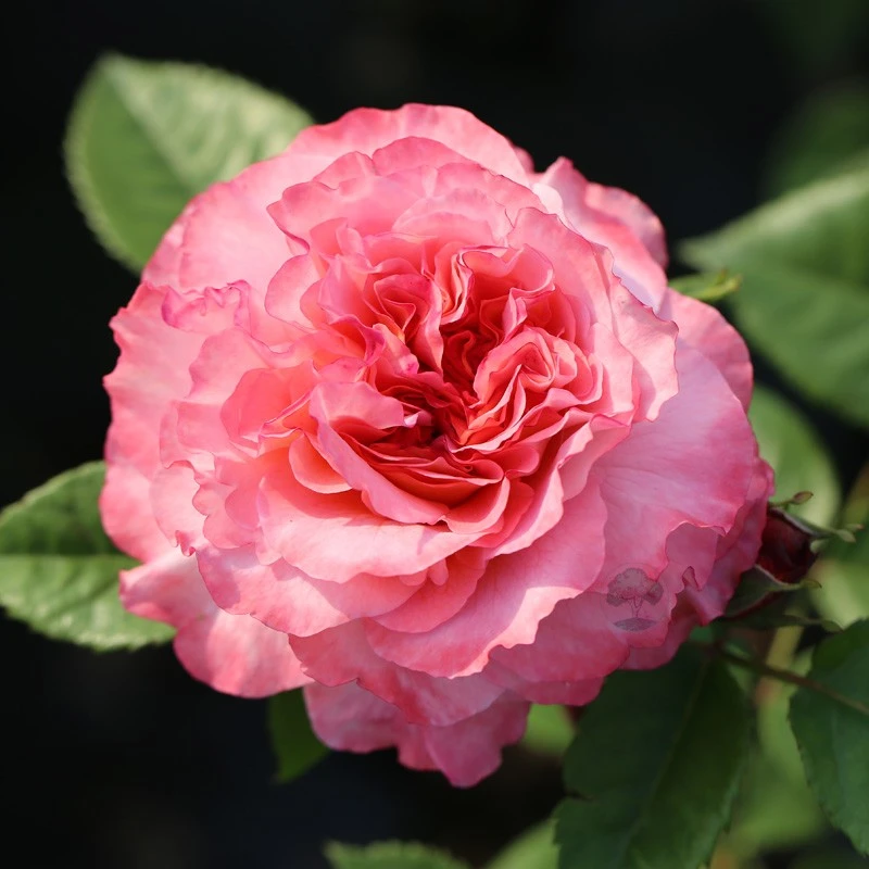 【3棵包邮】奥古斯塔路易斯月季玫瑰花苗盆栽庭院浓香花卉阳台多季