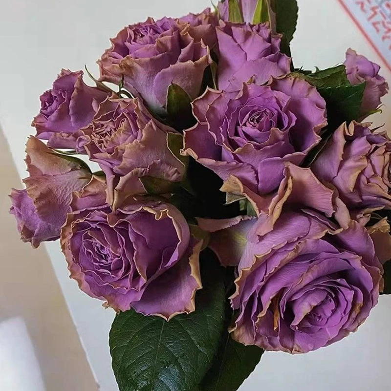 特洛伊四十二号公路月季玫瑰花小苗复古紫色阳台盆栽花卉植物