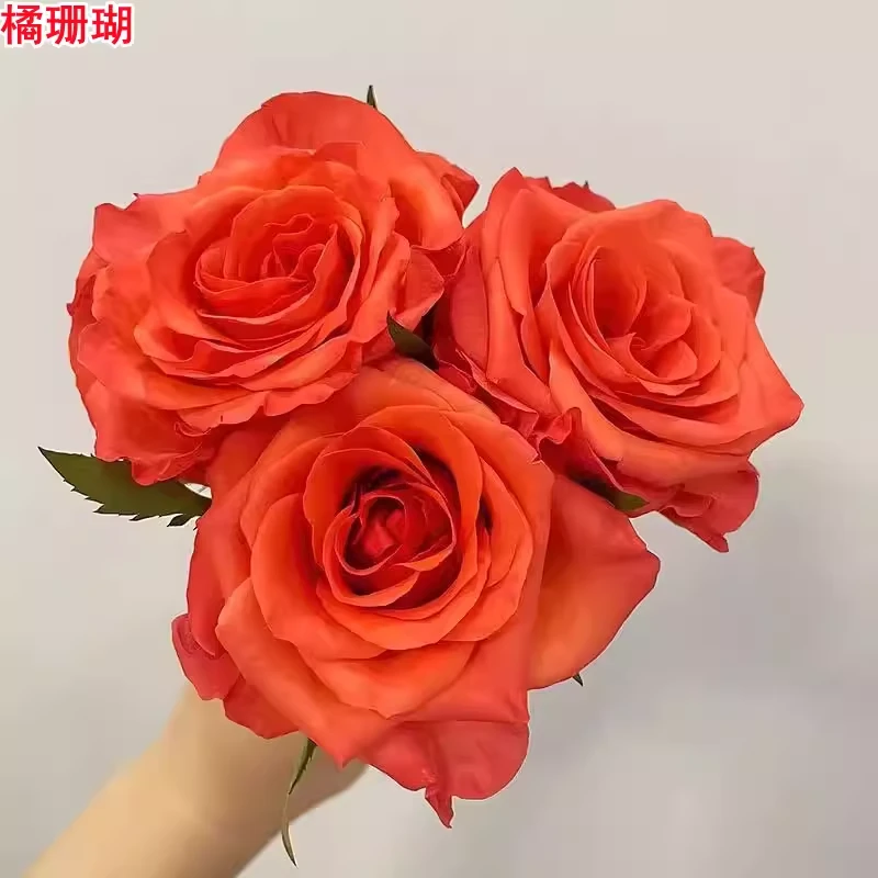 【3棵包邮】橘珊瑚月季灌木大花直立庭院阳台盆栽四季开花玫瑰花苗