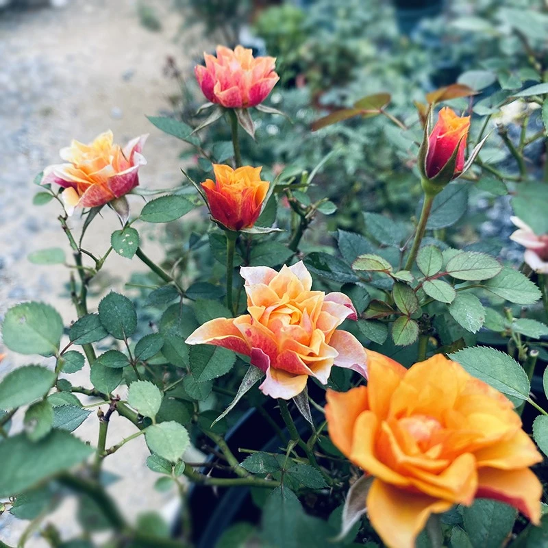 【3棵包邮】比基尼阳台月季花复古色多头群开四季玫瑰花卉庭院盆栽