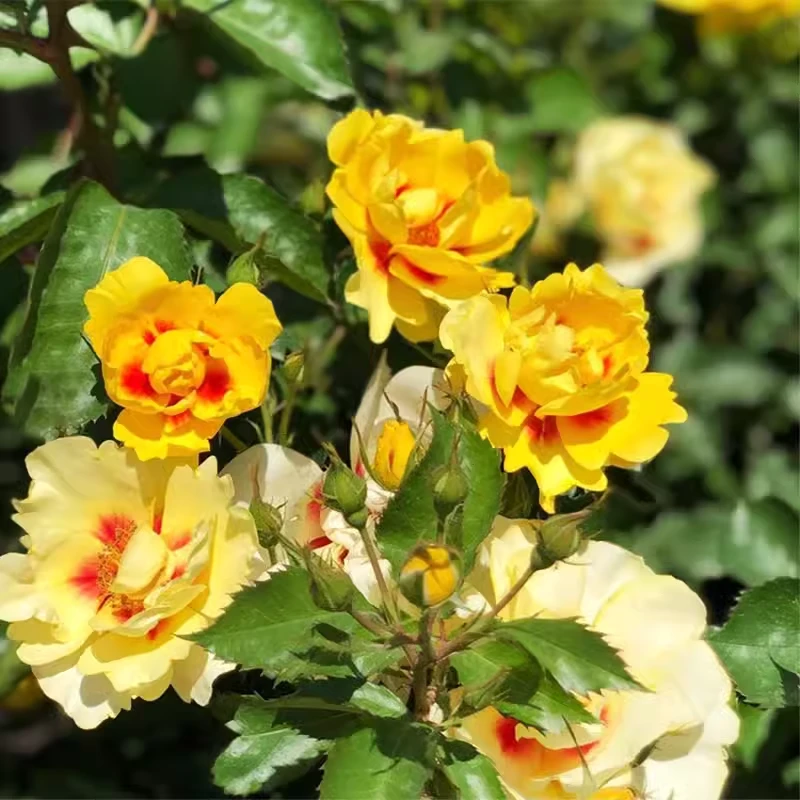 黄色妆容柠檬水巴比伦眼睛月季丰花月季盆栽四季开花玫瑰花卉