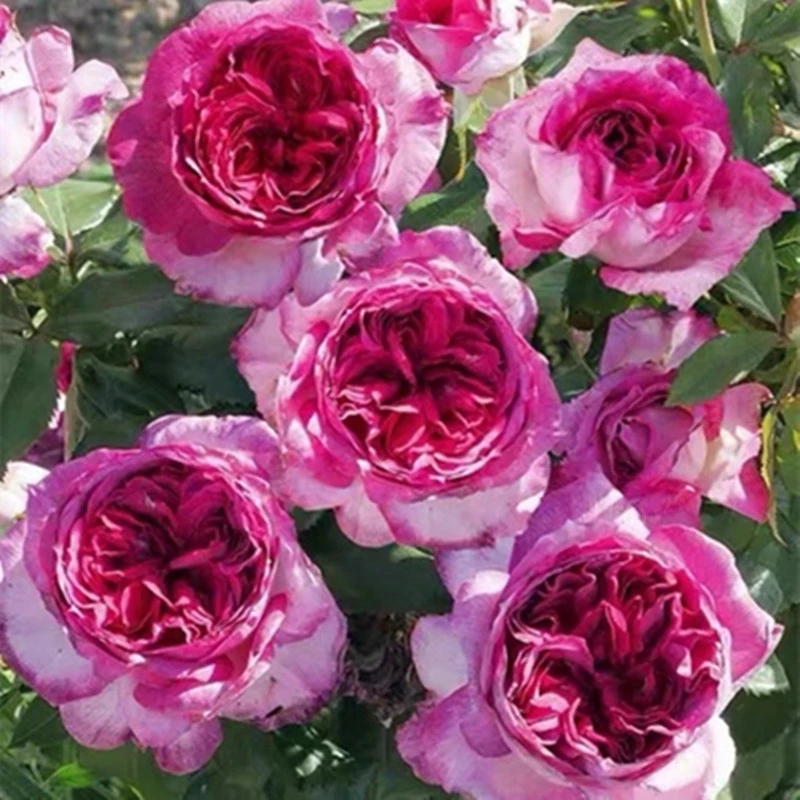 【3棵包邮】蓝莓蛋糕月季花苗四季玫瑰浓香花卉盆栽阳台庭院