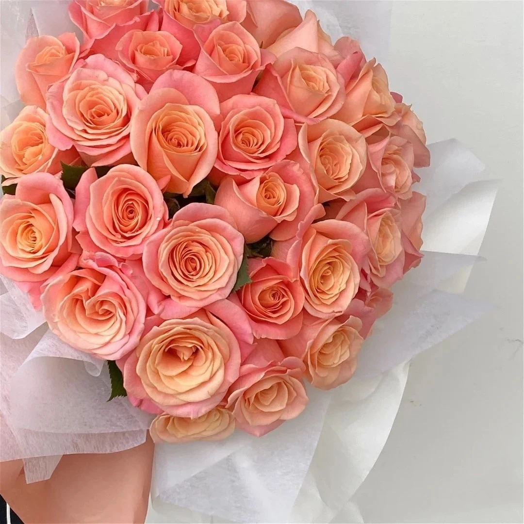 【3棵包邮】猪猪小姐肯尼亚切花玫瑰月季丰花阳台绿植盆栽花卉