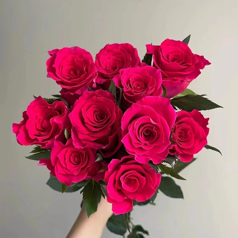 【3棵包邮】高盛新品月季切花玫瑰庭院阳台灌木花卉盆栽