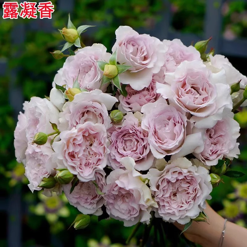【3棵包邮】露凝香月季玫瑰花苗大花浓香阳台庭院盆栽花卉四季开