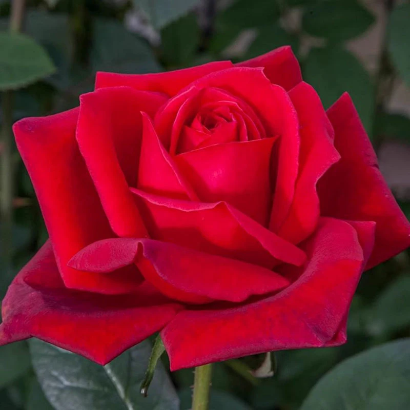 【3棵包邮】梅昂爸爸金禧杂交浓香月季大花丝绒感阳台庭院盆栽花卉