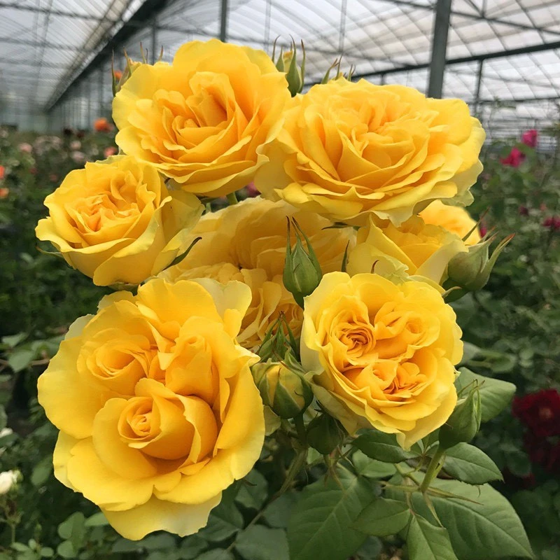 【3棵包邮】阳光海滩月季花苗大花多头丰花亮黄花阳台盆栽植物花卉