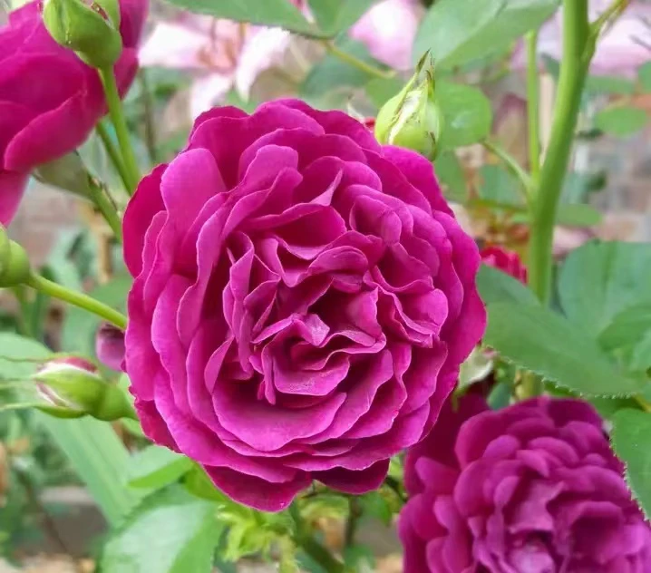 魔界月季新品灌木丰花月季阳台庭院月季多季成群开花扦插小苗