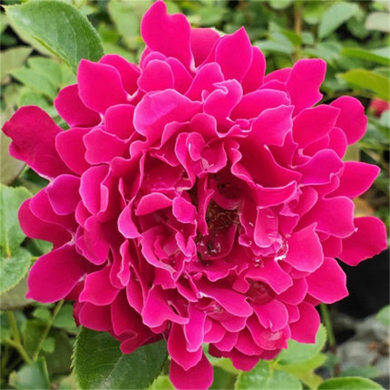 【3棵包邮】魅力波浪阳台盆栽边月季 魅力褶裙花卉四季开庭院