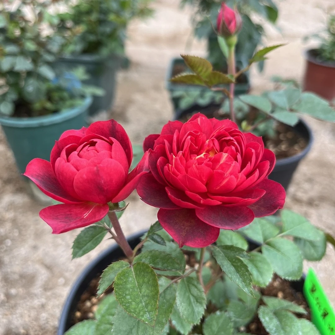 【3棵包邮】樱桃果汁月季小苗中苗灌木淡香勤花丰花多季 果汁芽变